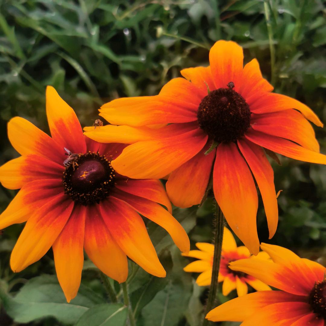 姜总的幸福生活