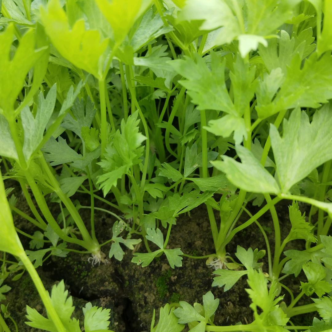优质芹菜苗原产地直发
