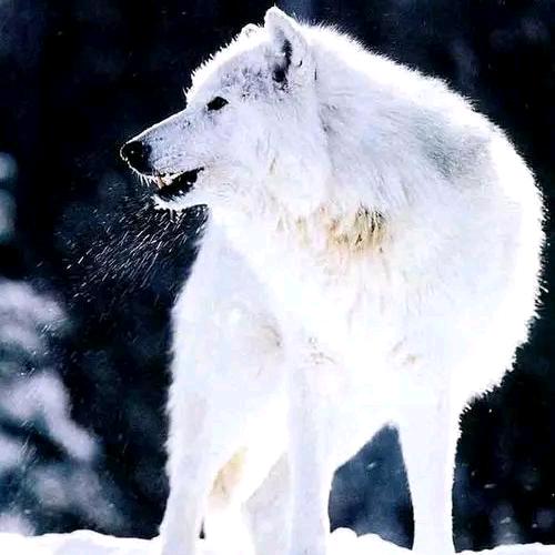 snowwolf