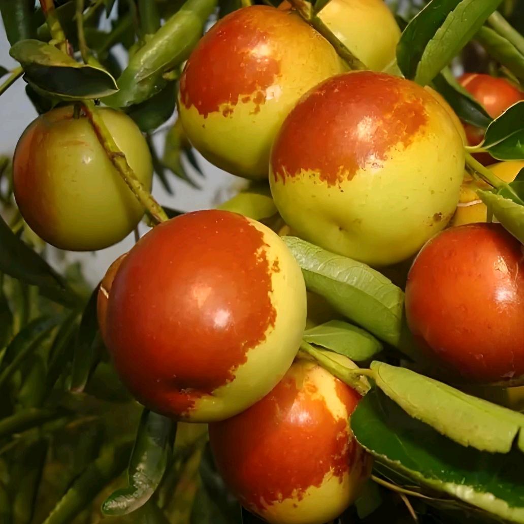 沧州孔店的冬枣熟了