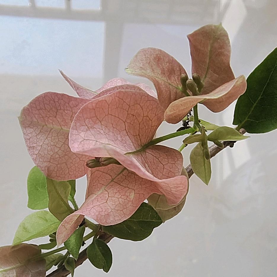 百合花的季节