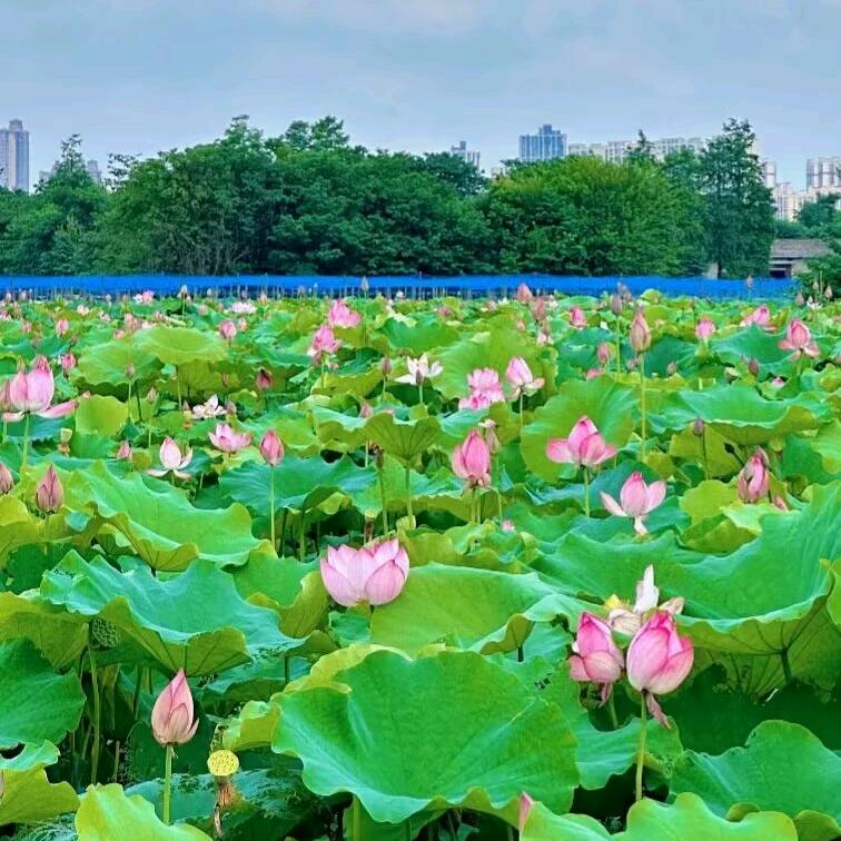 总有刁民想害朕！