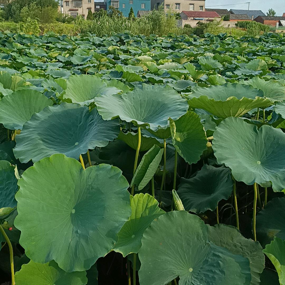 赵胖子莲藕
