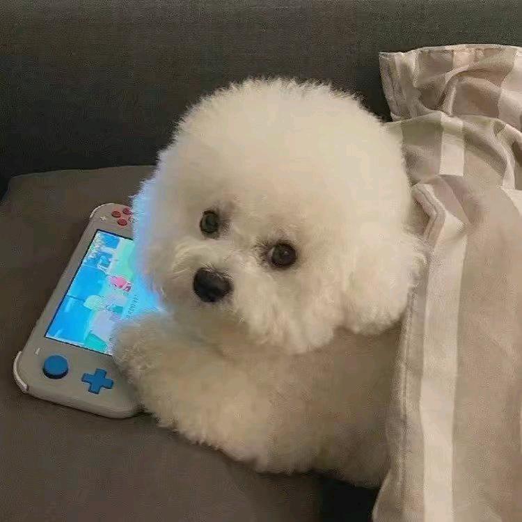 独宠