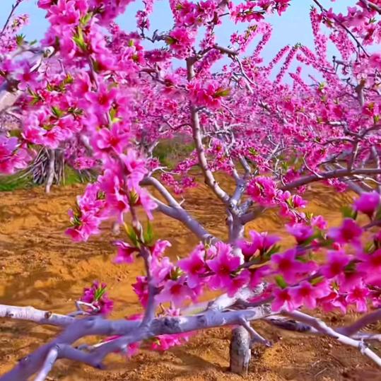 快乐每一天（湘泉人家）