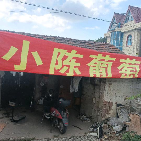 平东小陈葡萄园