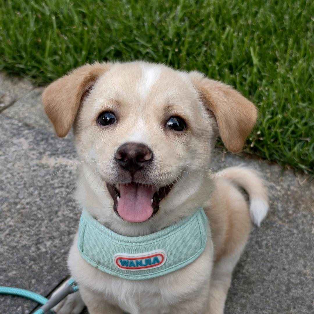 家有小猪🐷不卖