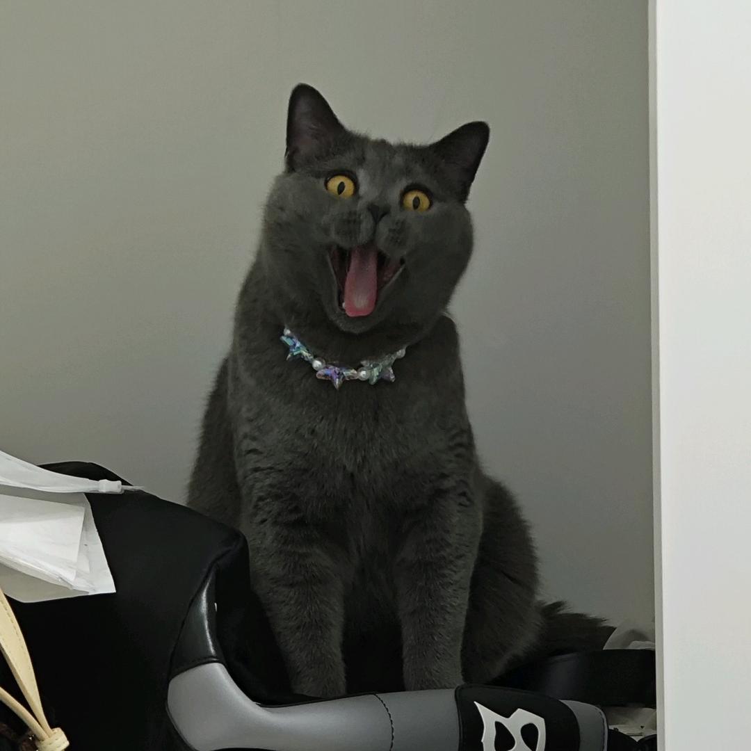 壳爱咪