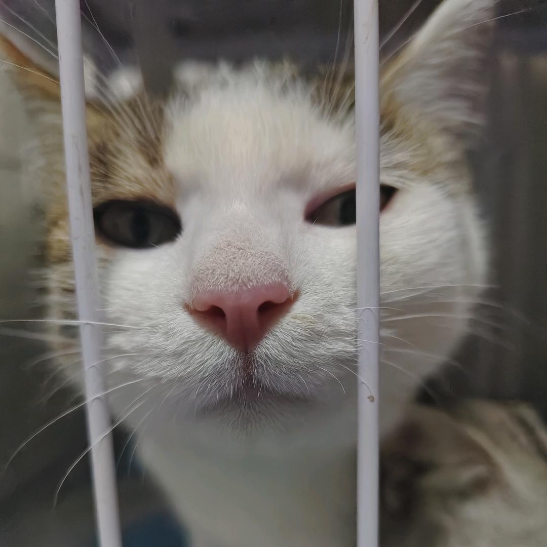 내 고양이가 되어줘🐱