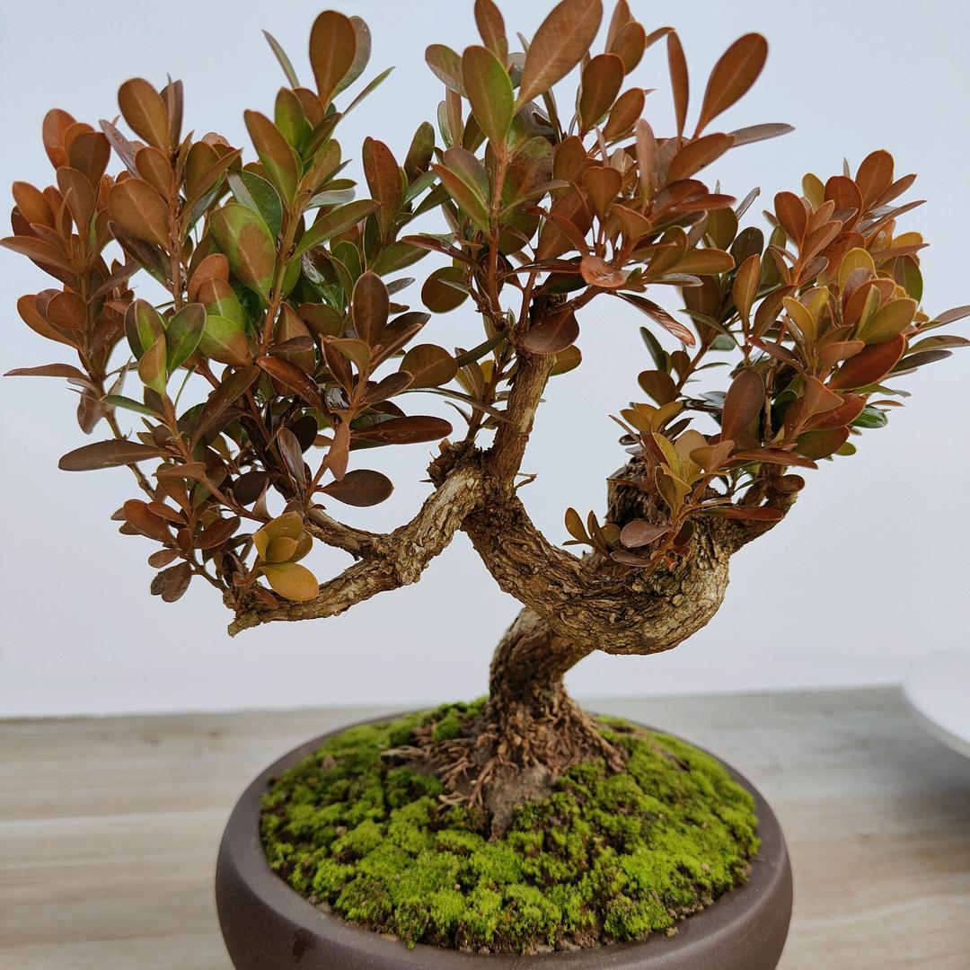 芳园盆景花卉