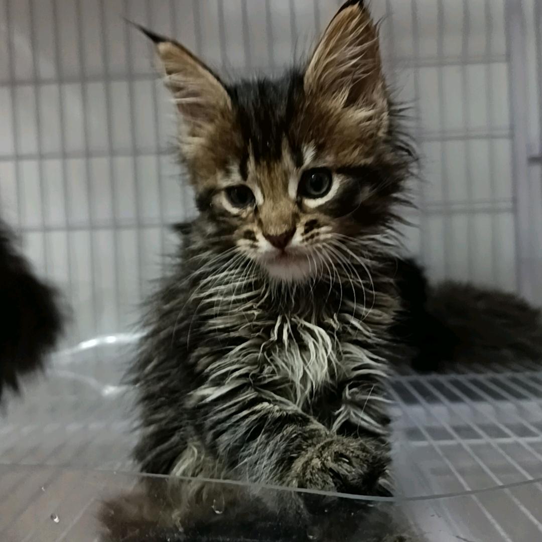 安心猫舍招代理