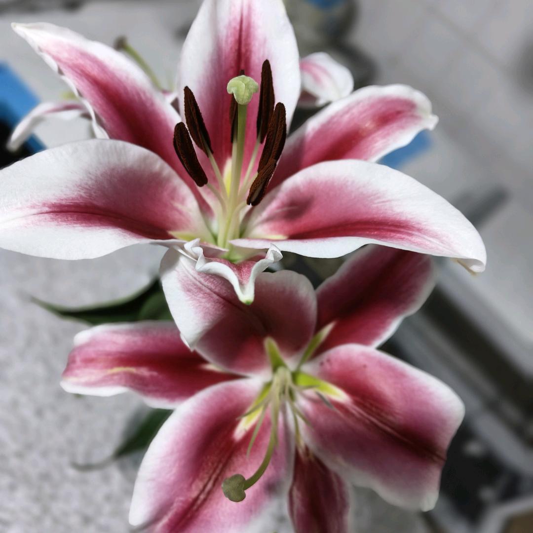 小小🌻