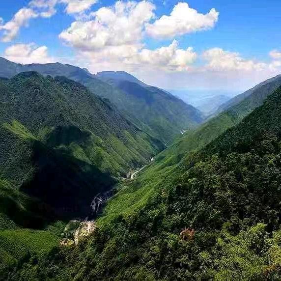 做给“家人”喝的茶