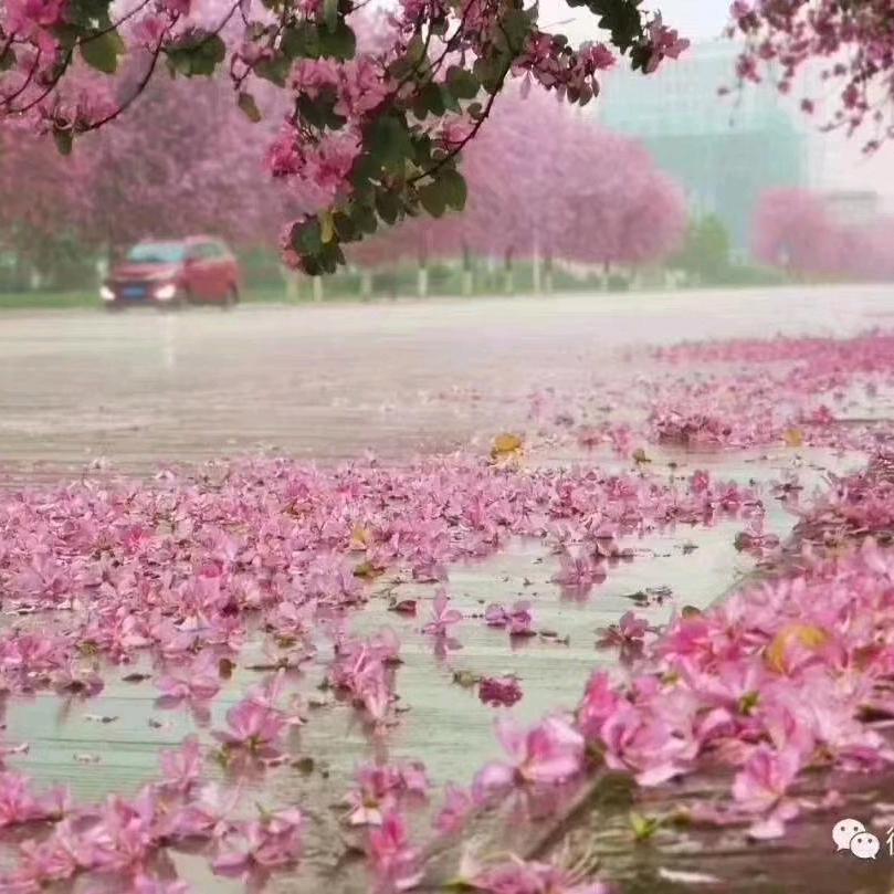 绿薄荷