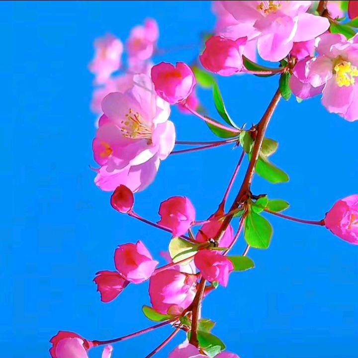 |🍓ω･完美.🌸و ̑̑༉