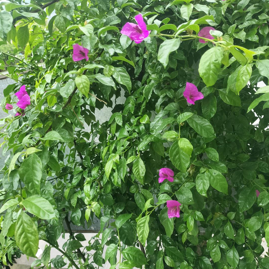 周先森