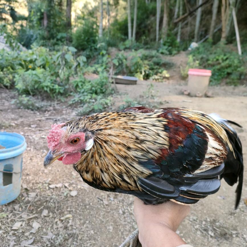 花冠鹊山鸡