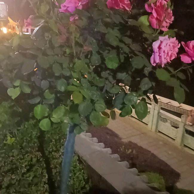 土家嫂子