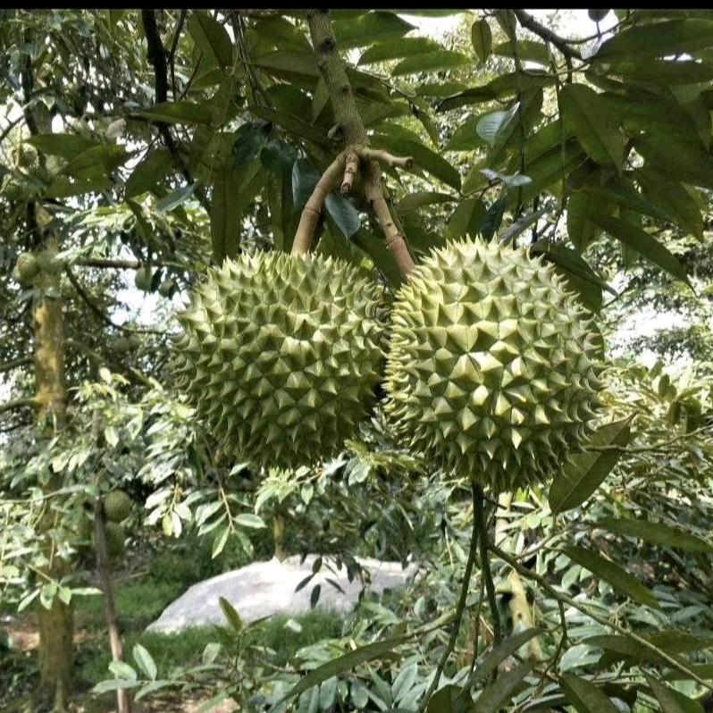 贺喜