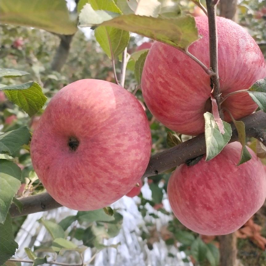 延安高原苹果