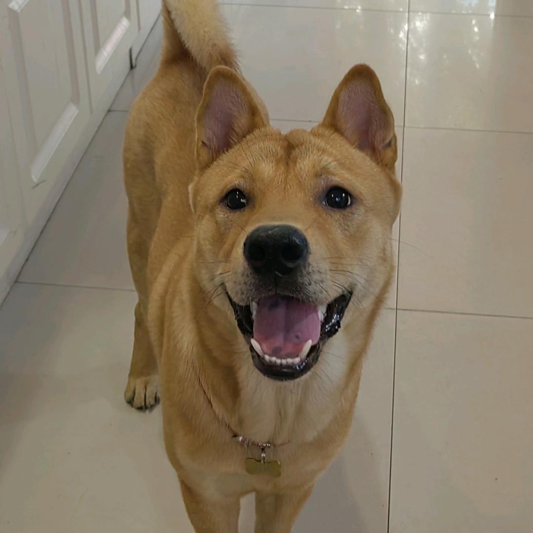 蓝枫是中华田园犬