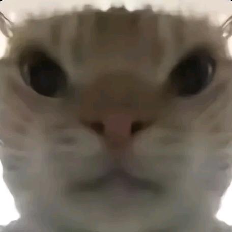 哈基咪
