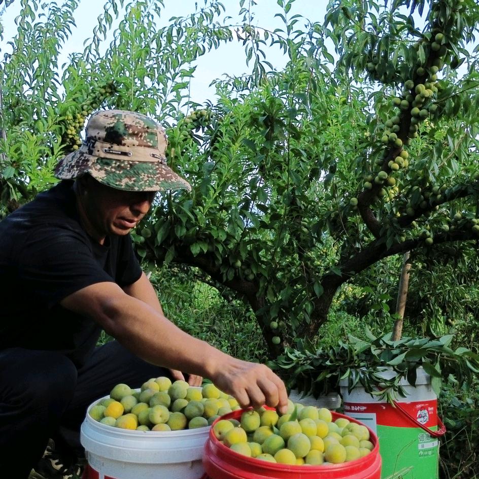 熊包梁果园（巴中金氏农业技术服务站）