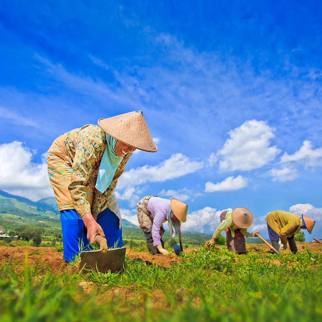 三农（农产品）