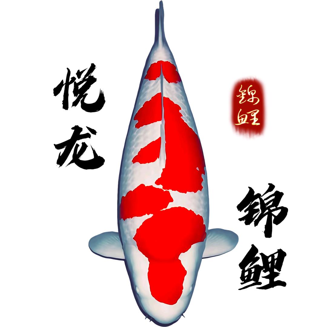 悦龙锦鲤（栗子熟了o）