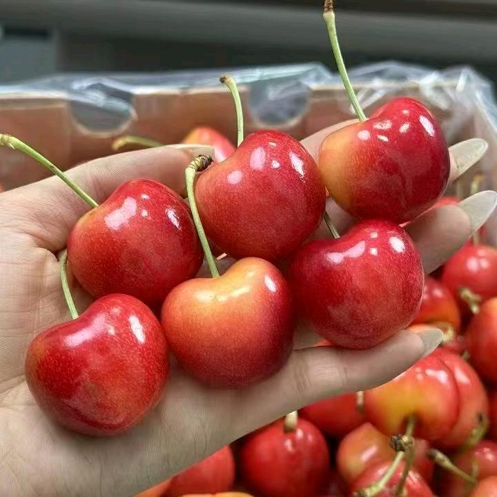 探觅鲜果（宝德店）