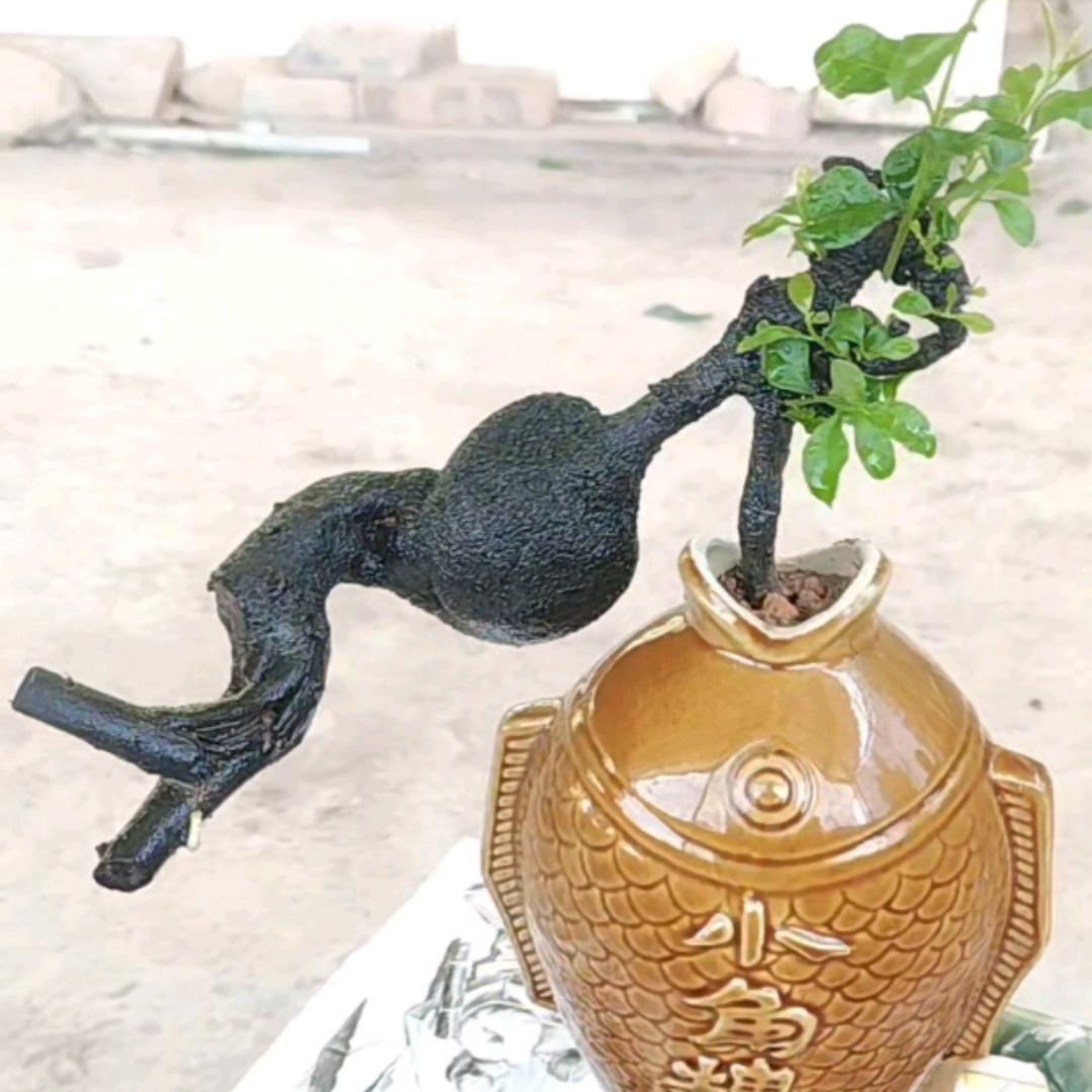 👉幽谷优品👈