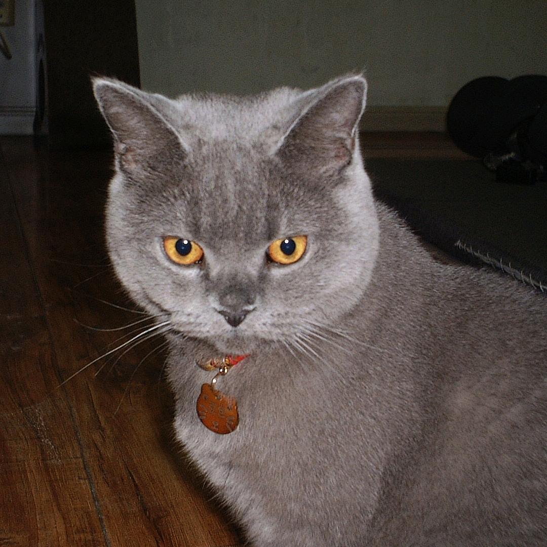 争渡有俩猫