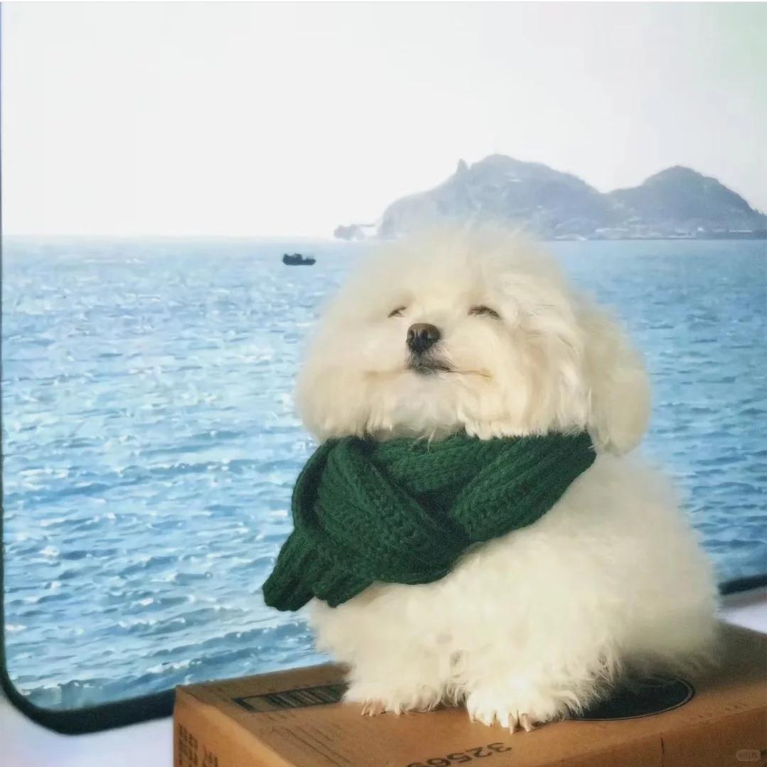 小叽