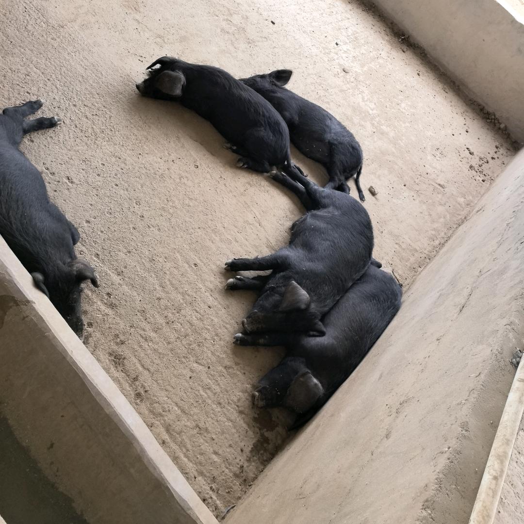 猪先生。