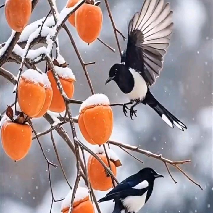 柿柿如意