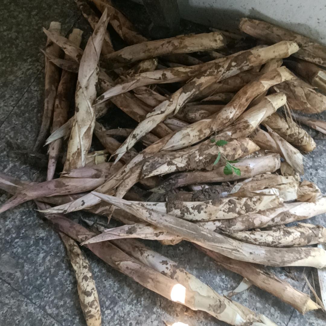 🐉🐉🐉🐉🐉🐉🐉 🐉🐉