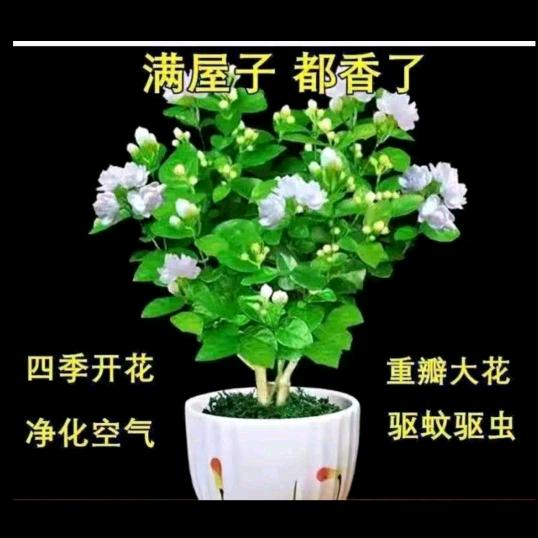 :桂，L