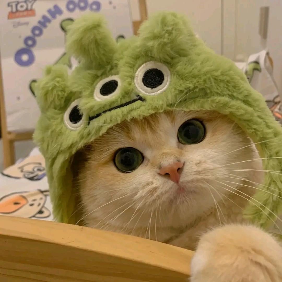 西椰蟹（住桥洞版）