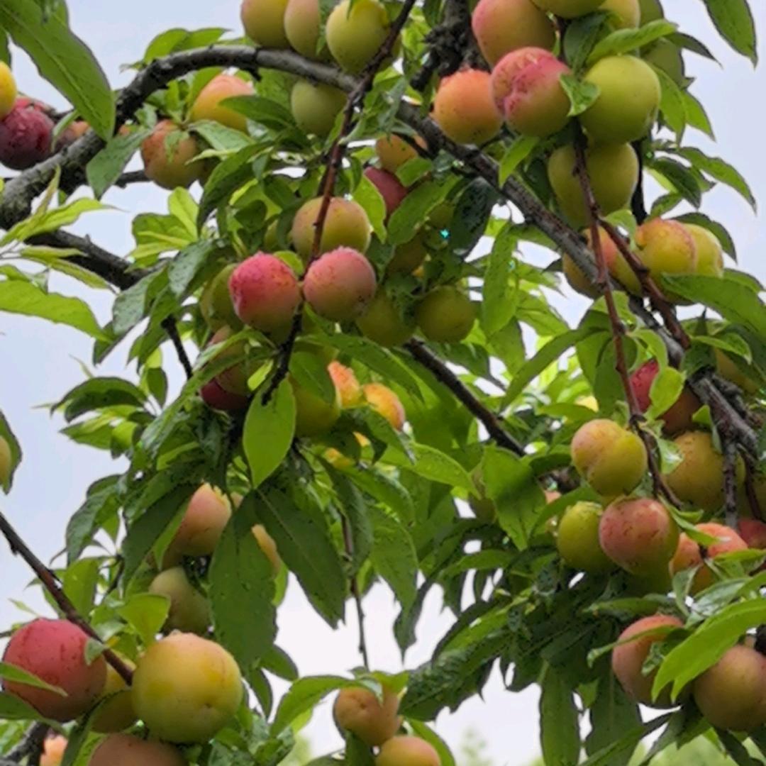 秋风落叶🍂🍂