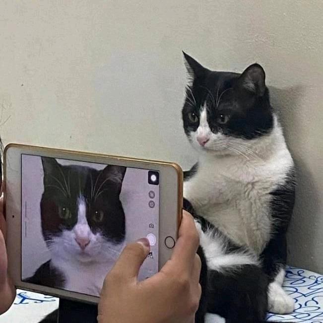 水手冰淇淋