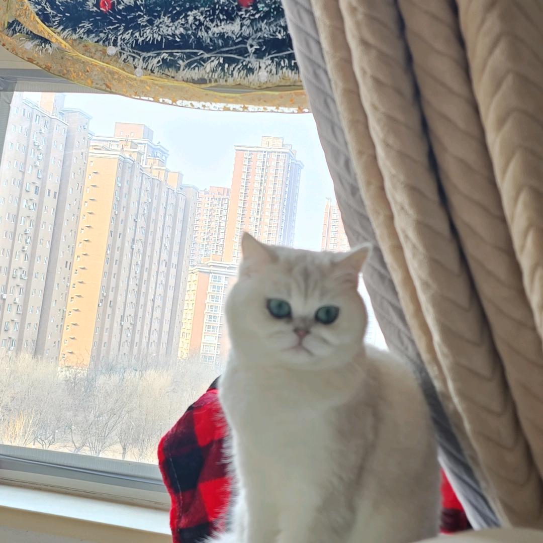 高宁馨