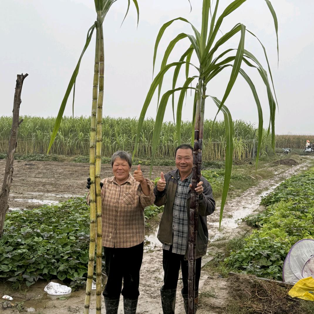 小辛庄新农人李秀忠（张庄新村对过）