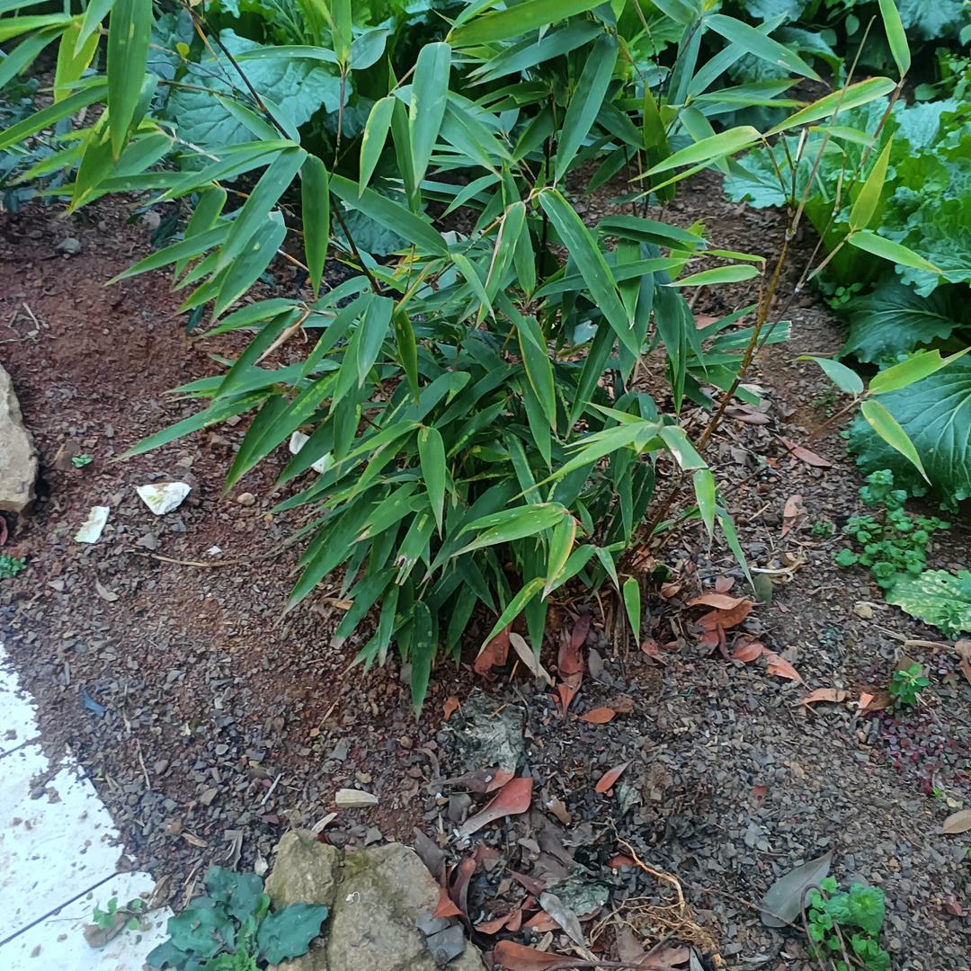 专业烧鸡蛋