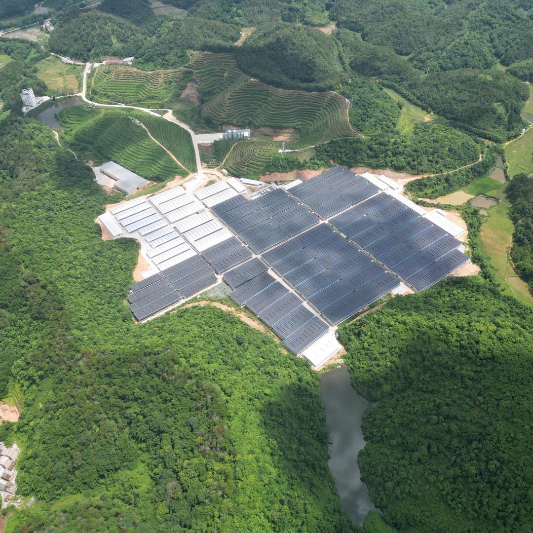 广宁乳鸽养殖基地