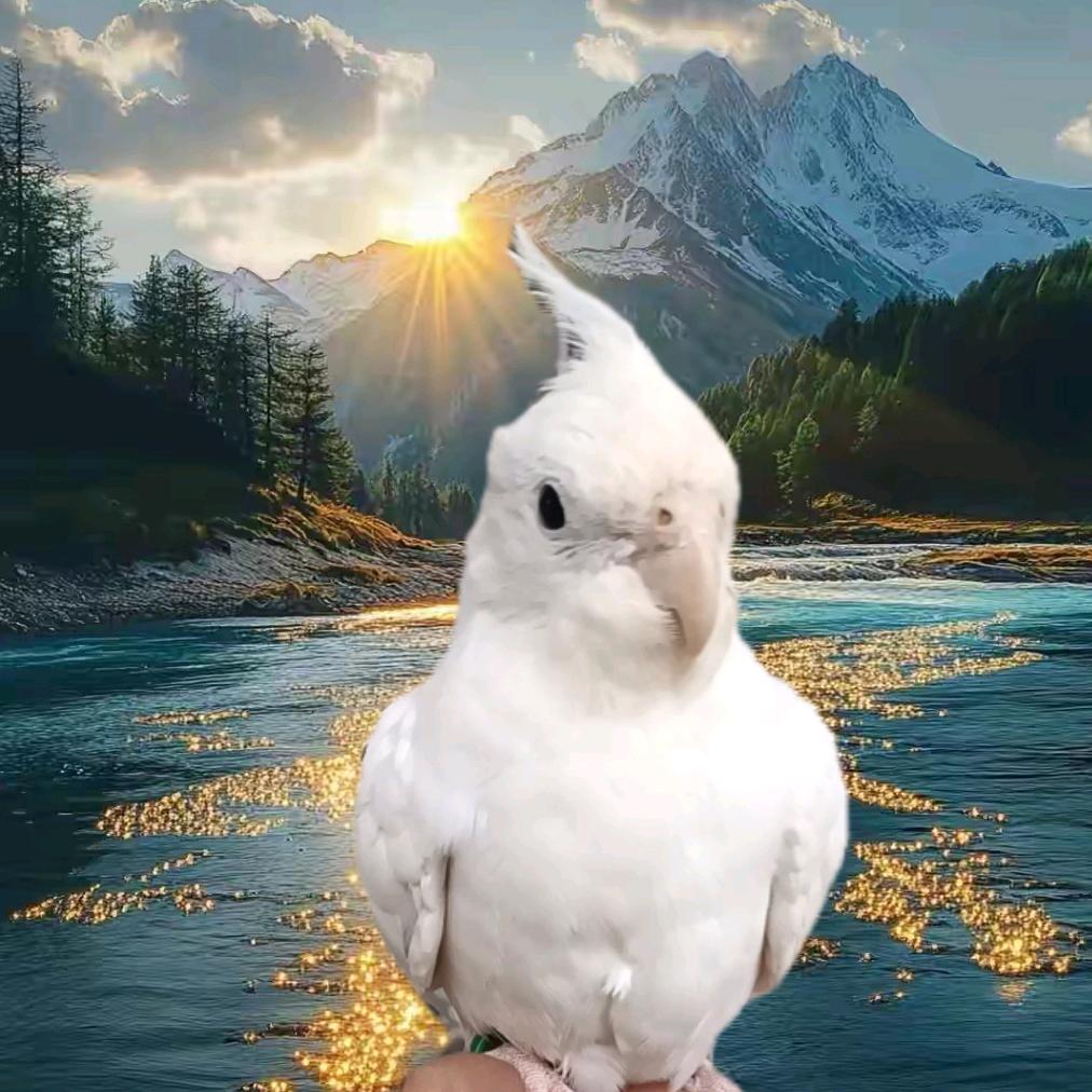 鹦姿威鹉[吉首售]