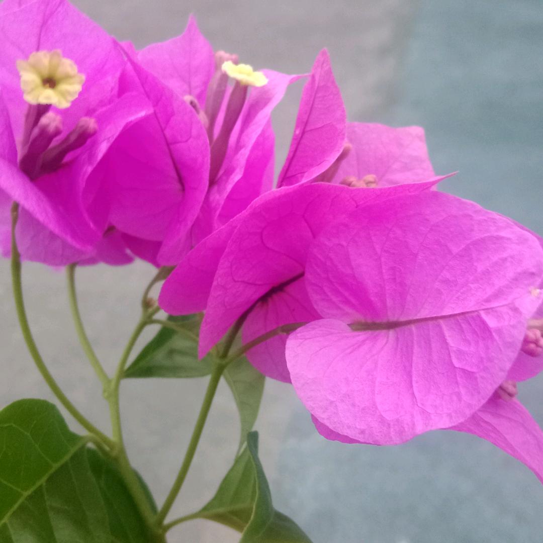 七月花