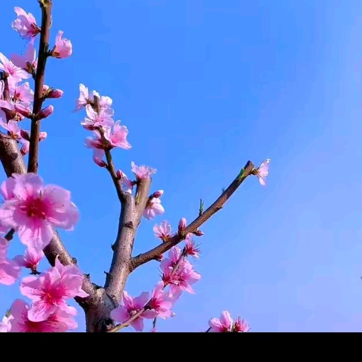 黄助理