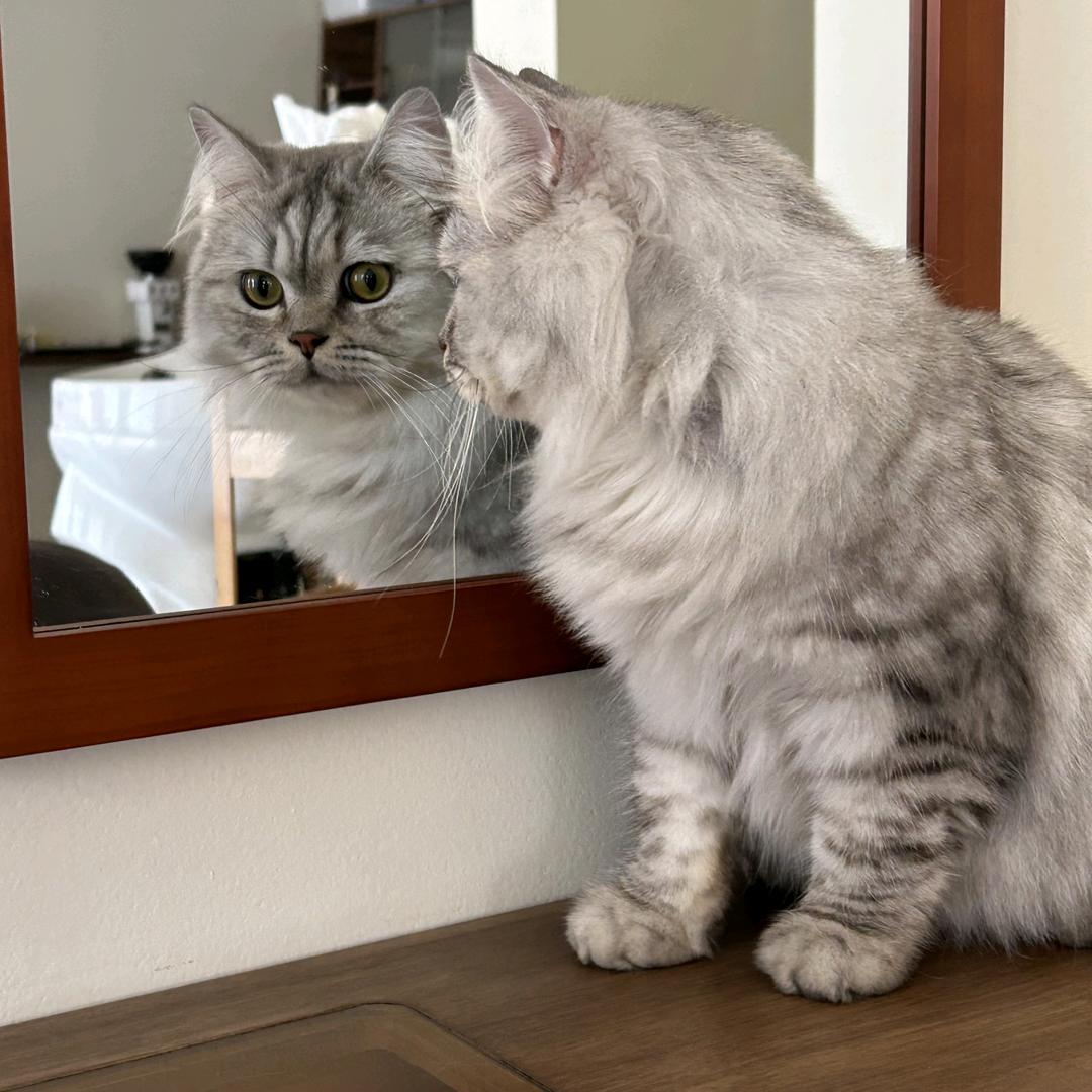 鳌拜的猫