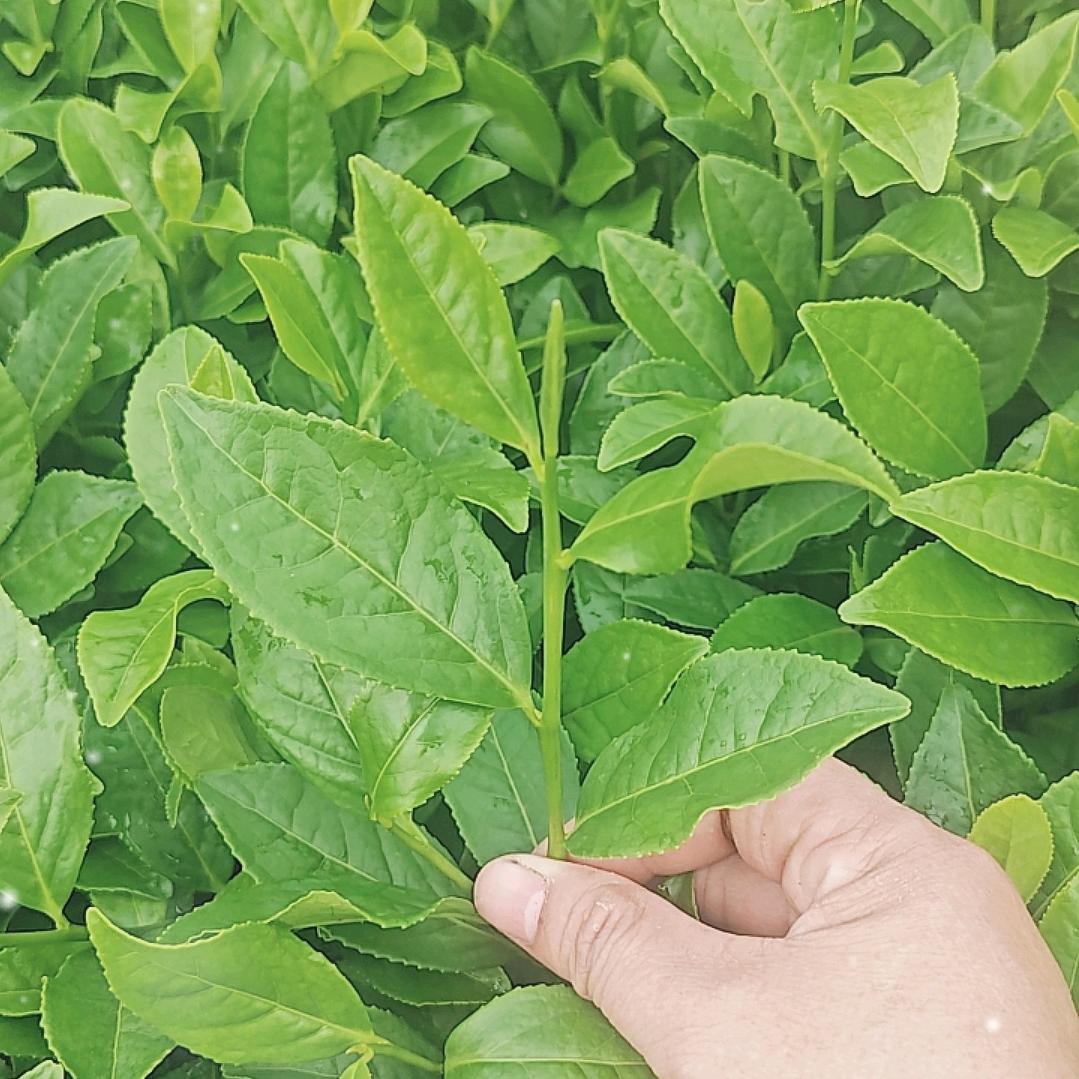 茶语