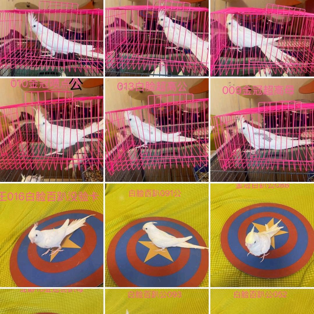 顺丰小哥养鹦鹉🦜